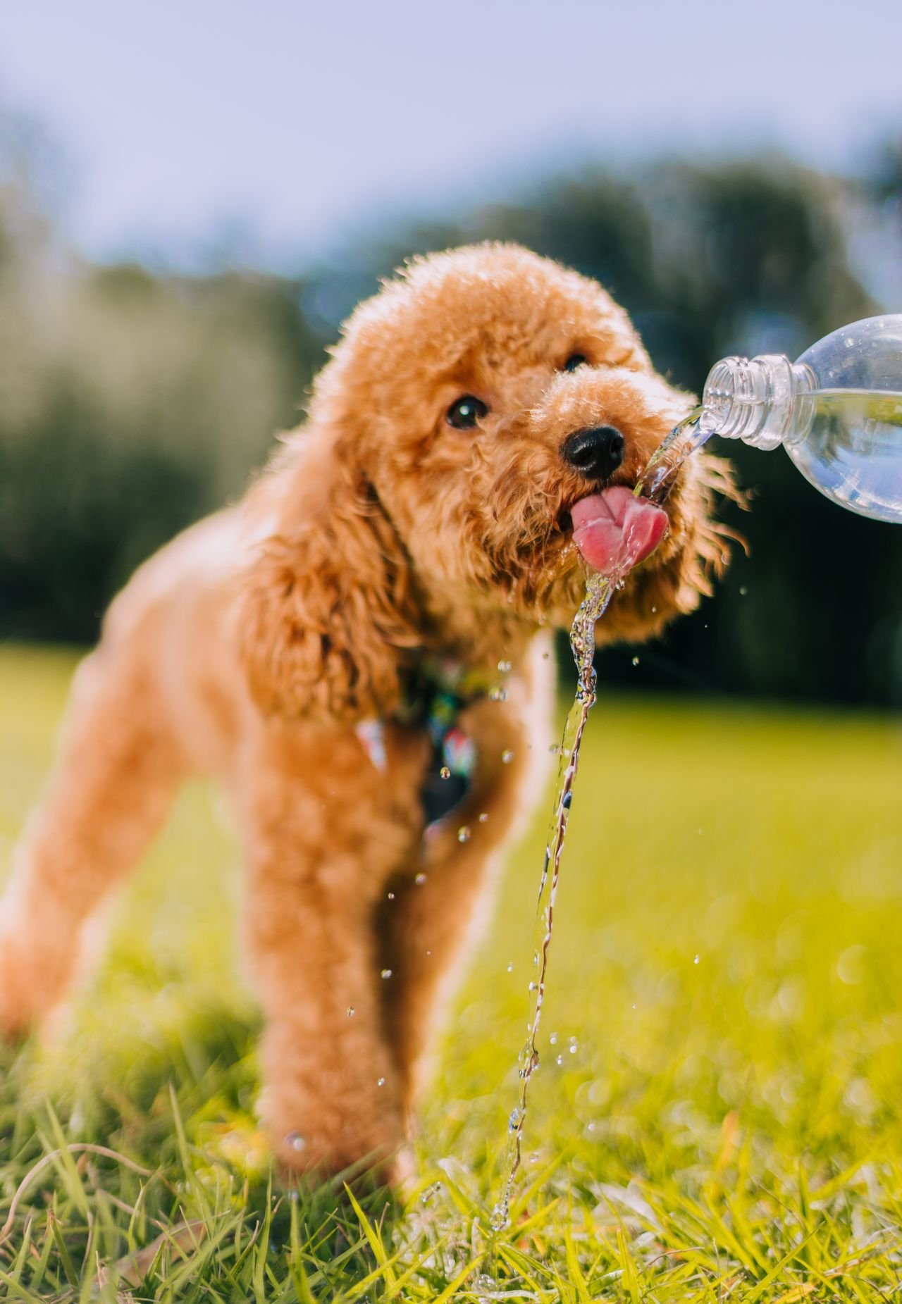 Dog drinking water to stay cool and prevent heatstroke