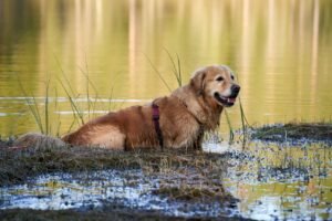 Golden retriever cooling off in a lake on a hot summer day in the Okanagan