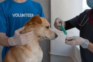 Veterinarian giving a dog a vaccination at a Kelowna animal hospital
